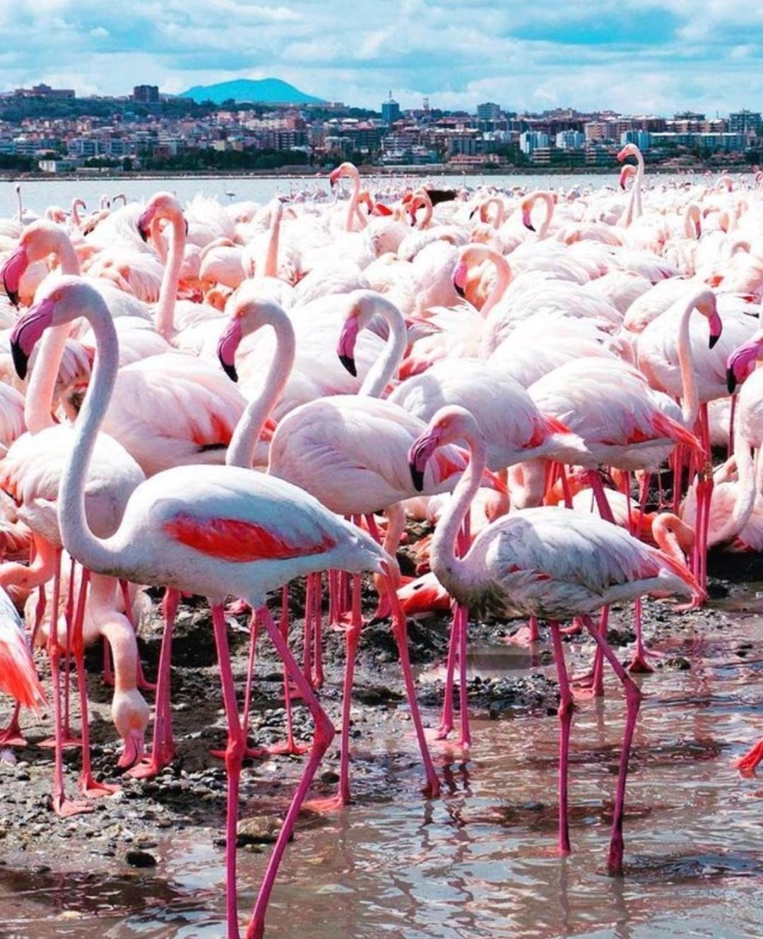 Gala Sardinia Pensión Cagliari